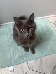 Found/Stray Female Cat last seen Parrish Hills, Wendell, NC 27591