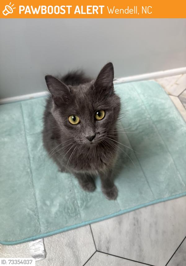 Found/Stray Female Cat last seen Parrish Hills, Wendell, NC 27591