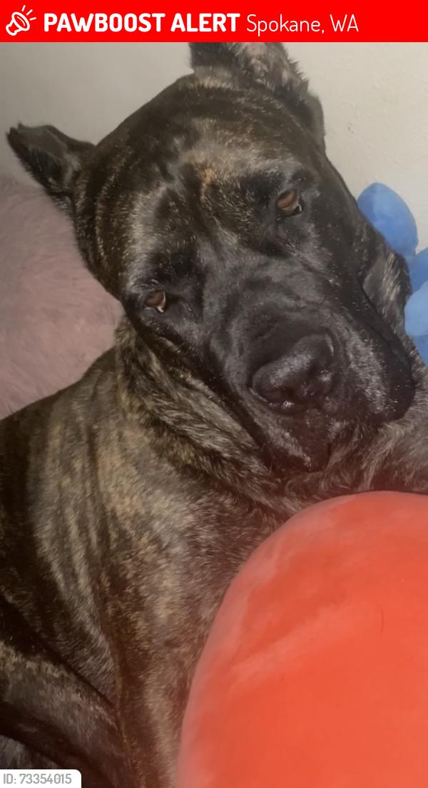 Lost Male Dog last seen Near West Indian trail, Spokane, WA 99208