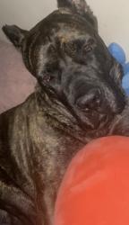 Lost Male Dog last seen Near West Indian trail, Spokane, WA 99208