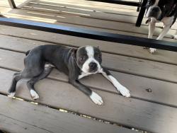 Reunited Male Dog last seen Evergreen Dr. Woodbridge, VA, Dale City, VA 22193