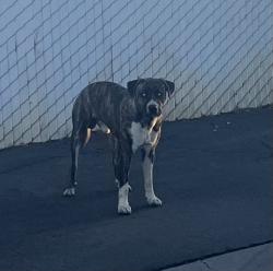 Found/Stray Male Dog last seen Mt Vernon, Bakersfield, CA 93304