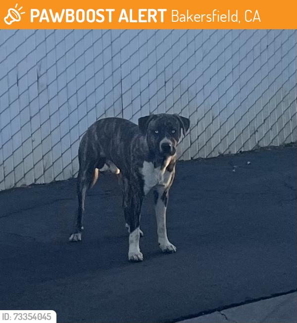 Found/Stray Male Dog last seen Mt Vernon, Bakersfield, CA 93304