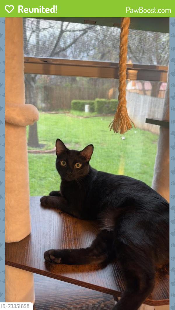 Reunited Female Cat last seen Coventry cir, North Richland Hills, TX 76182