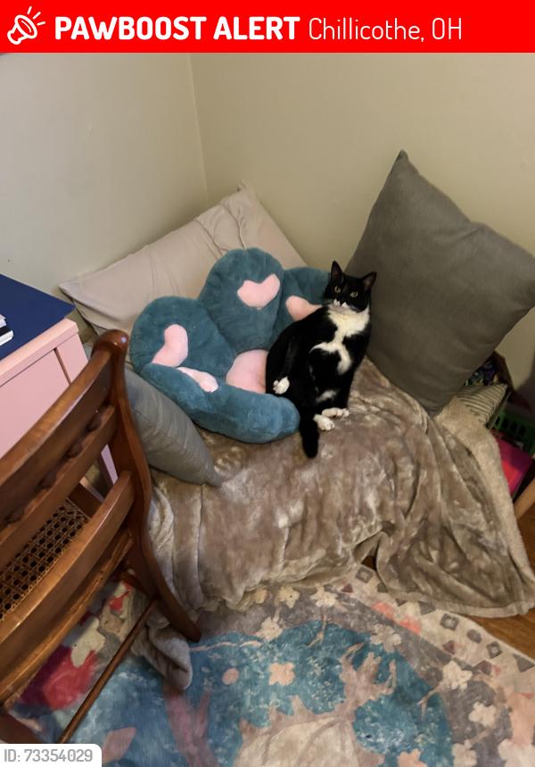 Lost Male Cat last seen Heswood hills Chillicothe ohio, Chillicothe, OH 45601