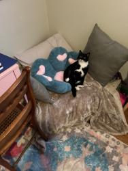 Lost Male Cat last seen Heswood hills Chillicothe ohio, Chillicothe, OH 45601