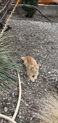 Found/Stray Unknown Cat last seen Sundt Court; Sundt Road; Vista Hills, Rio Rancho, NM, Rio Rancho, NM 87124