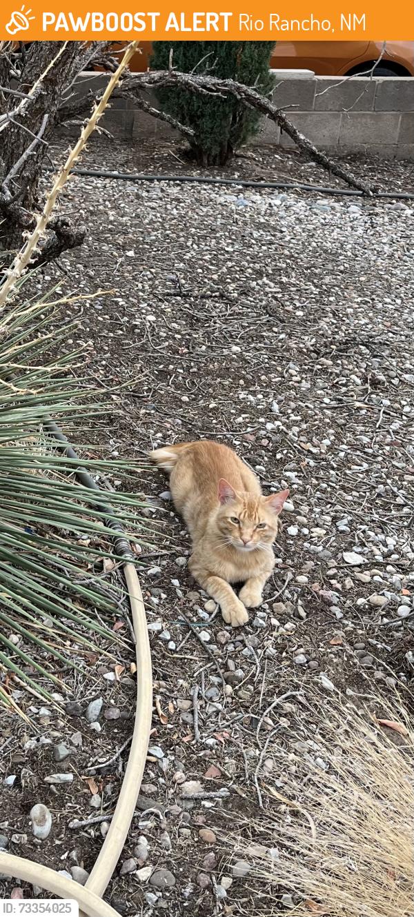 Found/Stray Unknown Cat last seen Sundt Court; Sundt Road; Vista Hills, Rio Rancho, NM, Rio Rancho, NM 87124