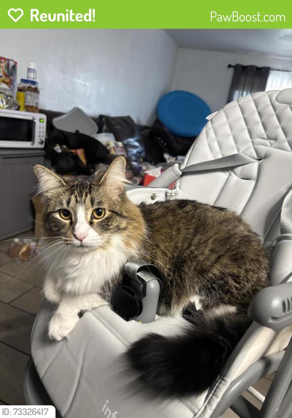 Reunited Female Cat last seen Near W Monte Vista Rd, Phoenix, AZ 85035