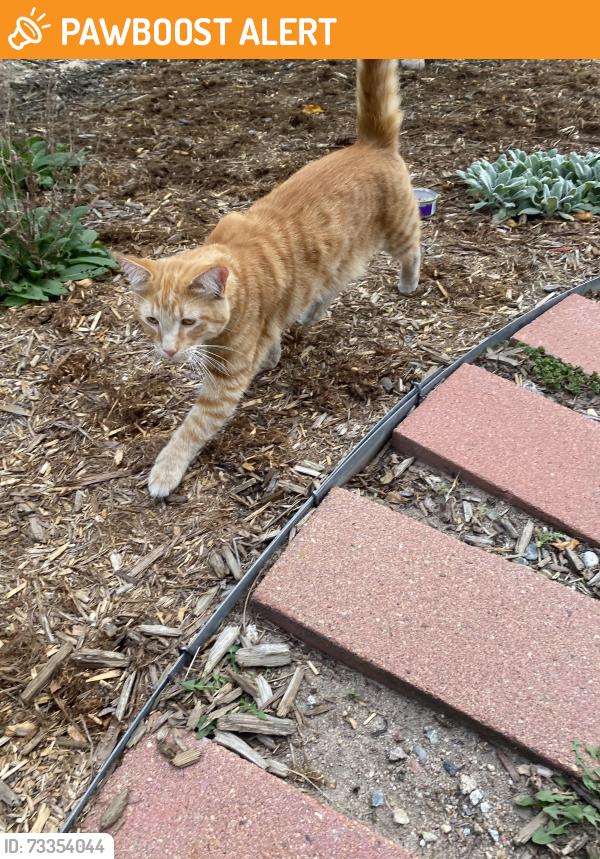 Found/Stray Male Cat last seen Avens circle, Colorado Springs, CO 80920
