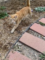 Found/Stray Male Cat last seen Avens circle, Colorado Springs, CO 80920