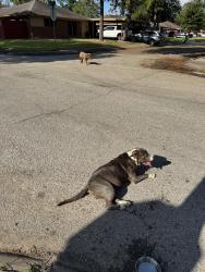 Found/Stray Female Dog last seen Heron Lane, Pasadena, TX 77502