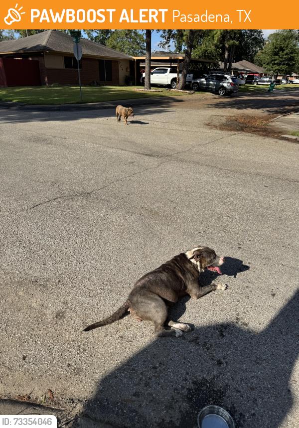 Found/Stray Female Dog last seen Heron Lane, Pasadena, TX 77502