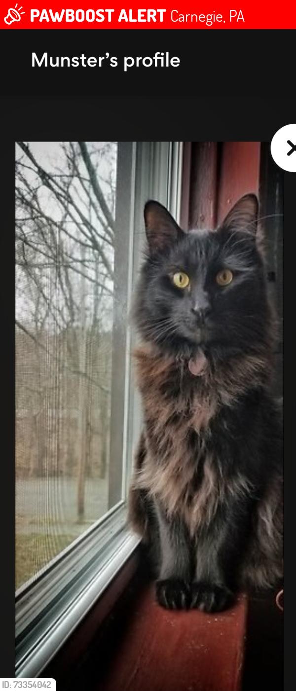 Lost Male Cat last seen Station St., Lincoln Ave., Hill Ave , Carnegie Park, Carnegie, PA 15106