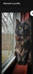 Lost Male Cat last seen Station St., Lincoln Ave., Hill Ave , Carnegie Park, Carnegie, PA 15106