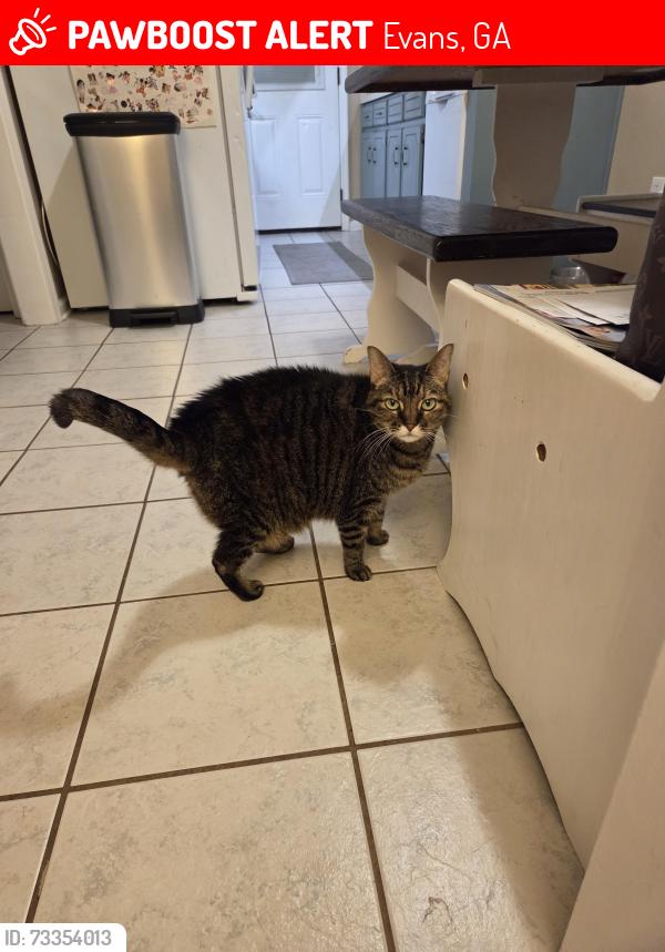 Lost Female Cat last seen Steeplechase at Washington Rd., Evans, GA 30809