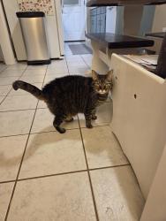 Lost Female Cat last seen Steeplechase at Washington Rd., Evans, GA 30809