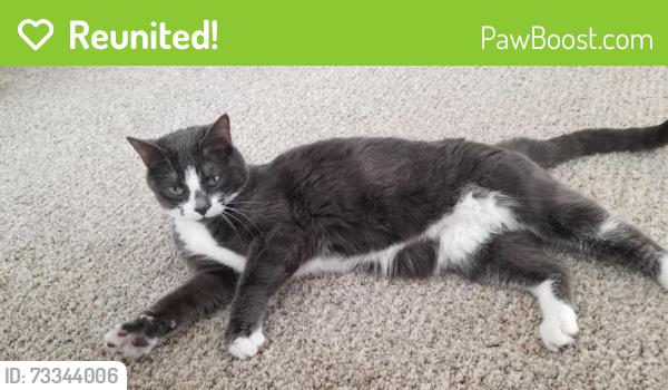 Reunited Female Cat last seen Horsetail Loop Highpoint Trail, Elizabeth, CO 80107
