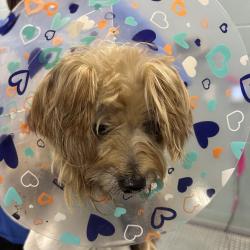 Shelter Stray Male Dog last seen , 980 Guilford College Rd, Greensboro, NC 27409, USA