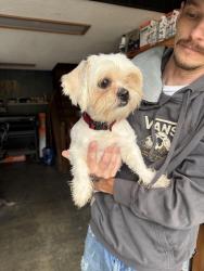 Reunited Male Dog last seen Found at Appalachian Detail, Hendersonville, NC 28791