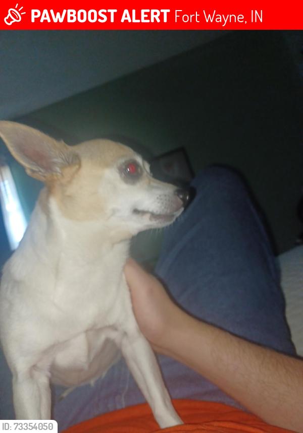 Lost Female Dog last seen Parrott Rd, Fort Wayne, IN 46803