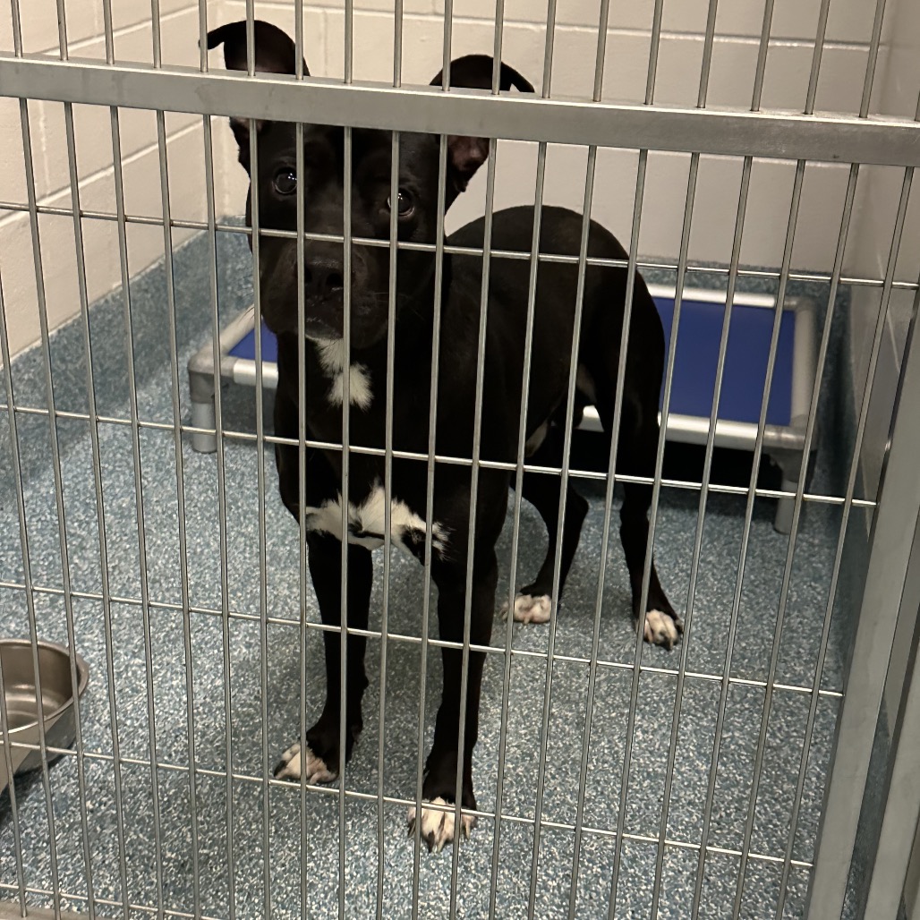 Shelter Stray Male Dog last seen , 980 Guilford College Rd, Greensboro, NC 27409, USA