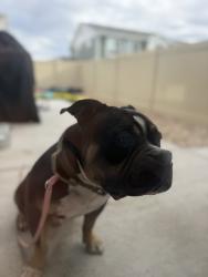 Found/Stray Male Dog last seen Riviera, Aurora, CO 80019