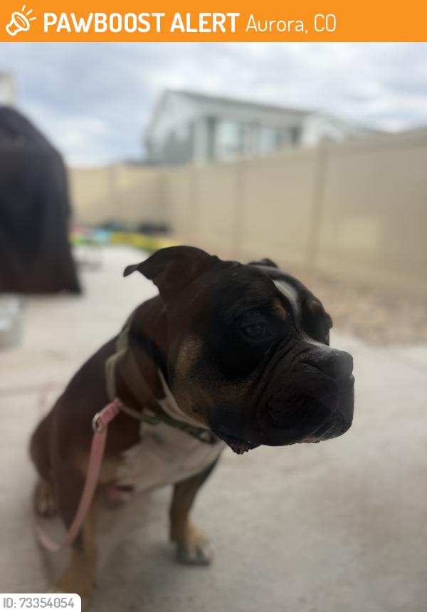 Found/Stray Male Dog last seen Riviera, Aurora, CO 80019