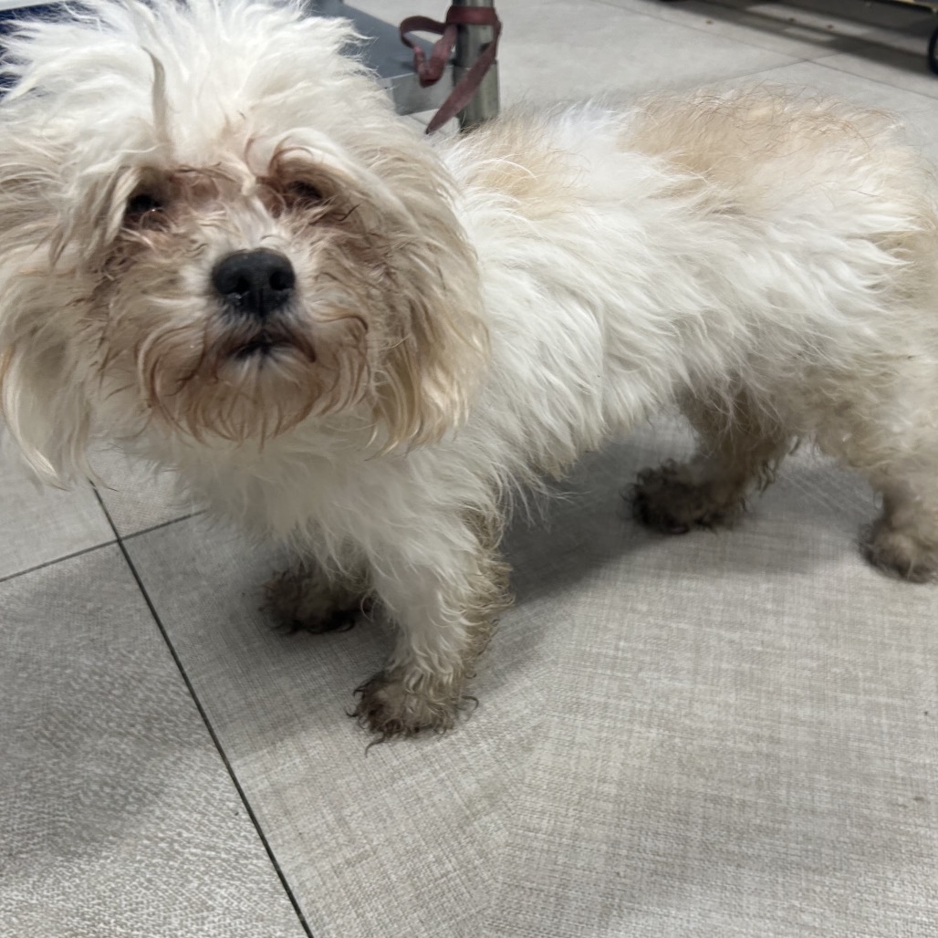 Shelter Stray Unknown Dog last seen , 124 Evergreen Ave, Newark, NJ 07114, USA