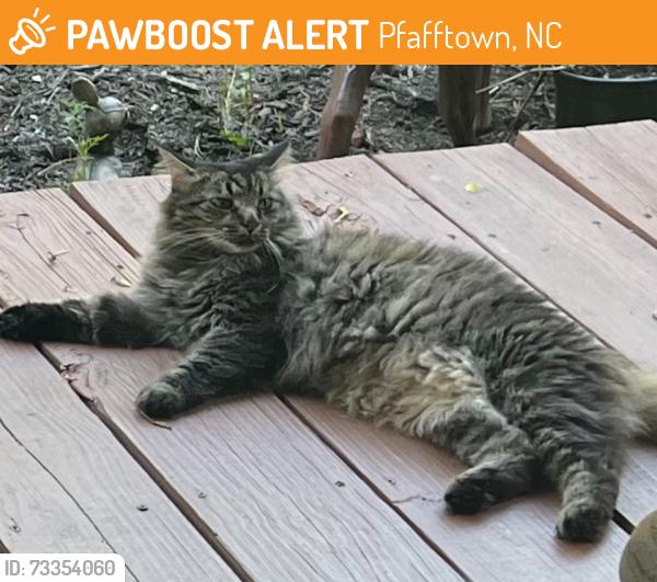 Found/Stray Unknown Cat last seen Seward Rd at Silver Springs Rd, Pfafftown, NC 27040