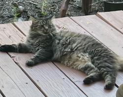 Found/Stray Unknown Cat last seen Seward Rd at Silver Springs Rd, Pfafftown, NC 27040