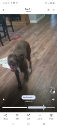 Lost Male Dog last seen Ed burns road, Middleburg, FL 32068