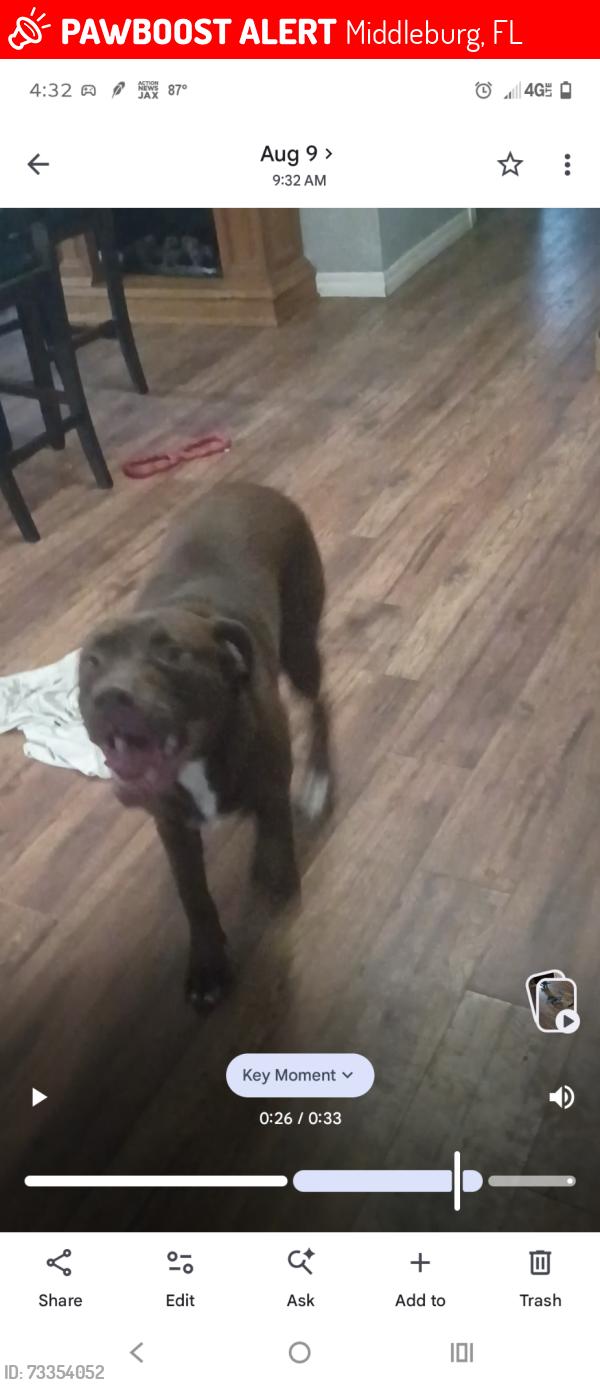 Lost Male Dog last seen Ed burns road, Middleburg, FL 32068
