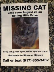Lost Female Cat last seen 209/Resica falls/tomx/wawa/CCP, East Stroudsburg, PA 18302
