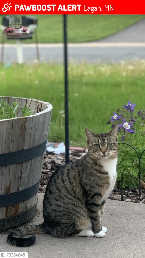 Lost Female Cat last seen Beaver dam road, Eagan, MN 55122