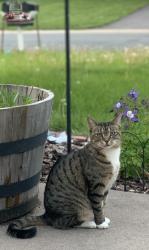 Lost Female Cat last seen Beaver dam road, Eagan, MN 55122
