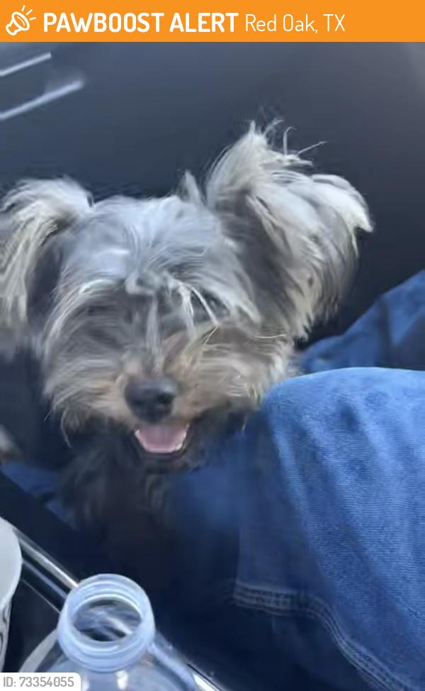 Found/Stray Unknown Dog last seen Red Oak Campus Red oak Tx, Red Oak, TX 75154