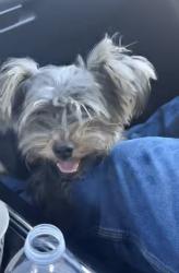 Found/Stray Unknown Dog last seen Red Oak Campus Red oak Tx, Red Oak, TX 75154