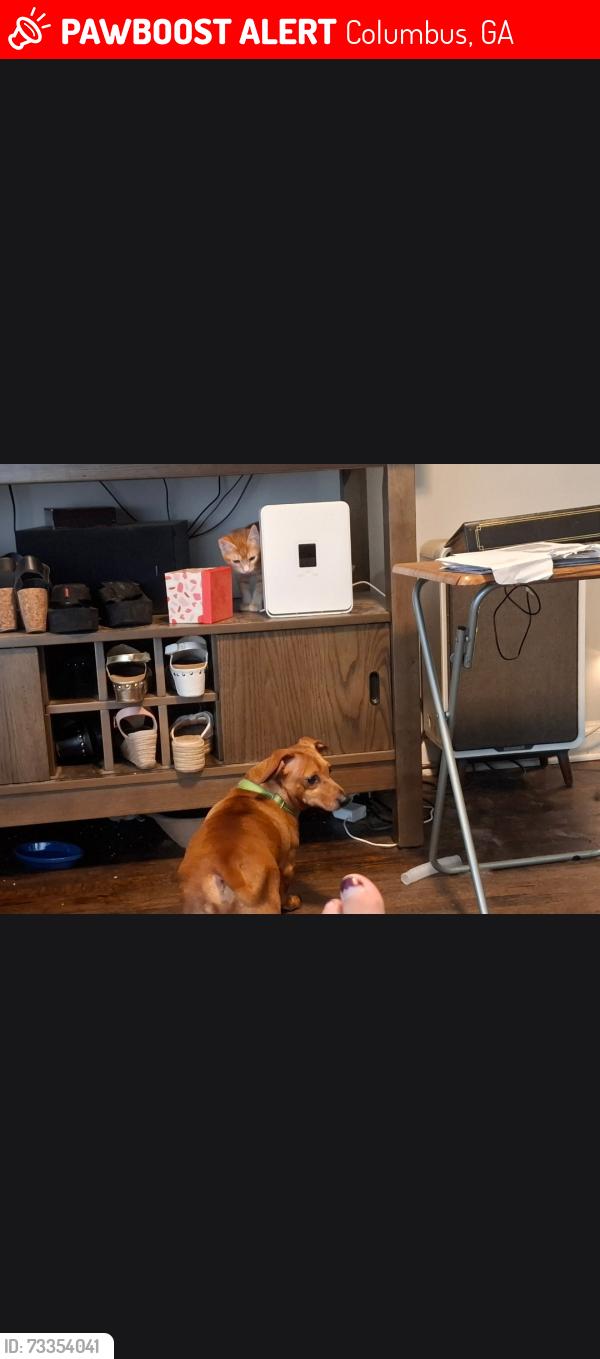 Lost Male Dog last seen 40th street, Columbus, GA 31904