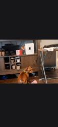 Lost Male Dog last seen 40th street, Columbus, GA 31904