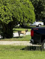 Found/Stray Unknown Dog last seen Kingsberry ln, Fayetteville, NC 28304
