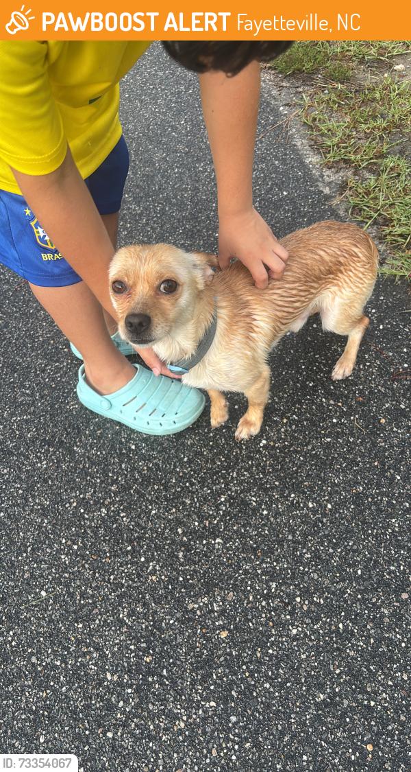 Found/Stray Male Dog last seen Lake Lynn subdivision, Fayetteville, NC 28306
