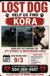 Reunited Female Dog last seen Francis St, Marrero, LA 70072, USA, Marrero, LA 70072