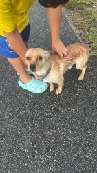 Found/Stray Male Dog last seen Lake Lynn subdivision, Fayetteville, NC 28306
