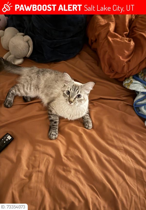 Lost Female Cat last seen C St & 6th Avenue, Salt Lake City, UT 84103