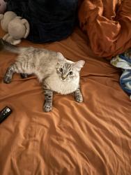Lost Female Cat last seen C St & 6th Avenue, Salt Lake City, UT 84103