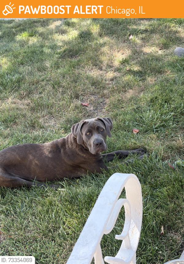 Found/Stray Female Dog last seen Parnell /126th st, Chicago, IL 60628