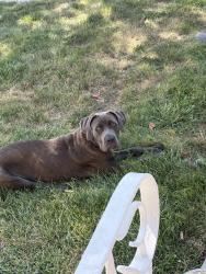 Found/Stray Female Dog last seen Parnell /126th st, Chicago, IL 60628
