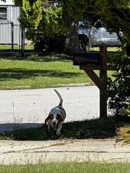 Found/Stray Female Dog last seen Kingsberry ln, Fayetteville, NC 28304