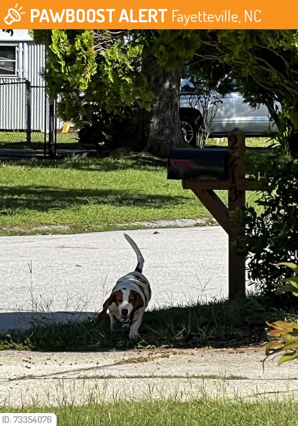 Found/Stray Female Dog last seen Kingsberry ln, Fayetteville, NC 28304